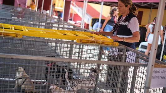 Raccolta di solidarietà per gli animali evacuati dall'incendio