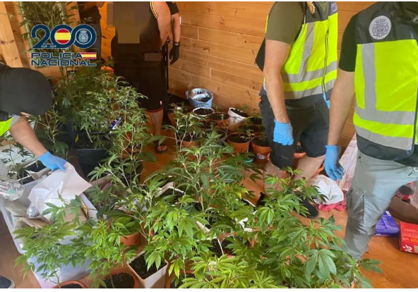 Turismo e droga: sigilli a un altro Cannabis Club nel sud di Tenerife