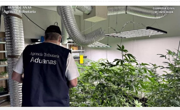 Tenerife, smantellata rete che coltivava e vendeva marijuana