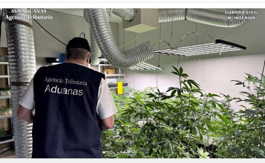 Tenerife, smantellata rete che coltivava e vendeva marijuana
