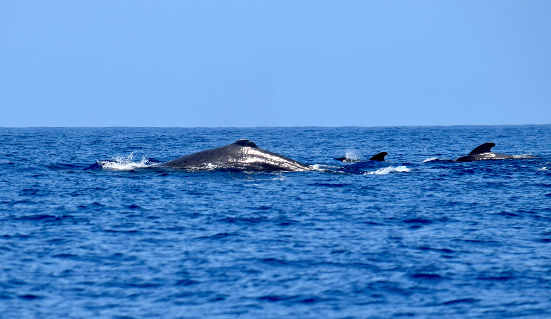 Un altro capodoglio è stato trovato morto nel sud di Tenerife