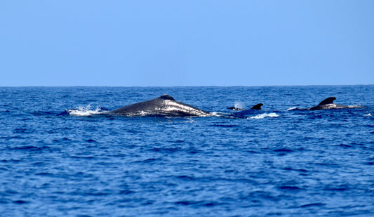 Un altro capodoglio è stato trovato morto nel sud di Tenerife