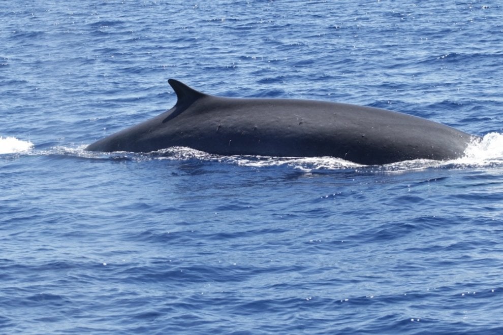 Tenerife tempio mondiale dei cetacei