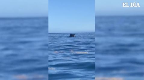 No freno a mano! Auto cade in mare da un traghetto per Tenerife