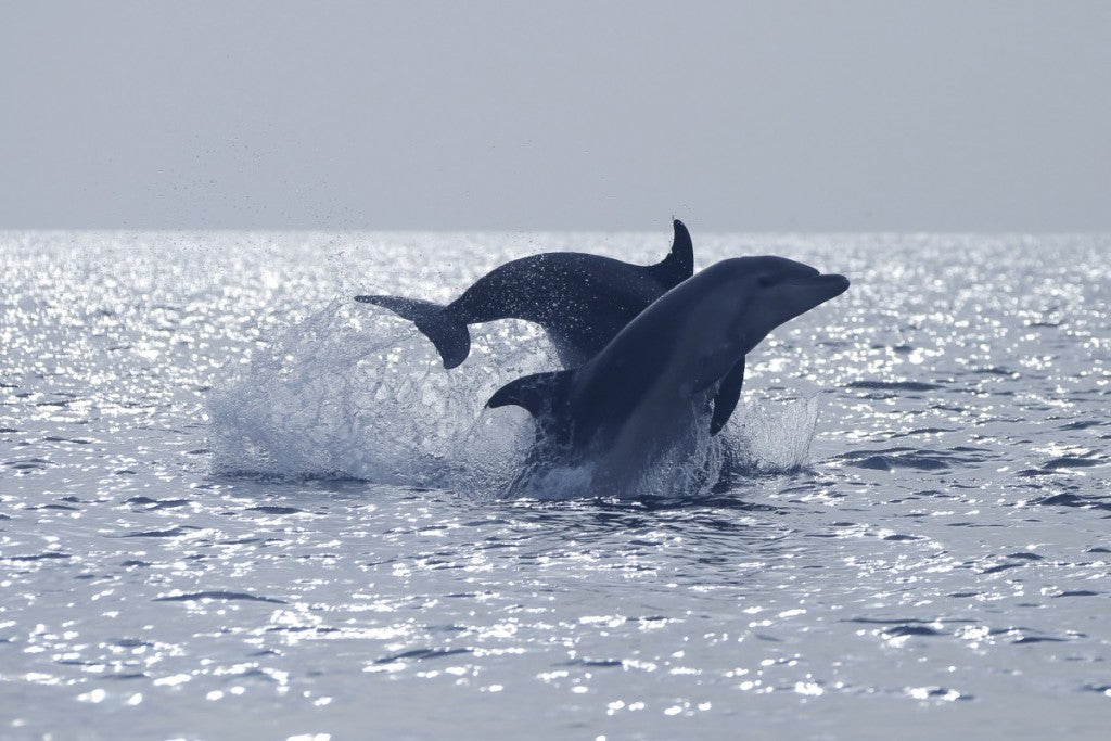 Il comune di Tenerife con il miglior avvistamento di delfini e balene