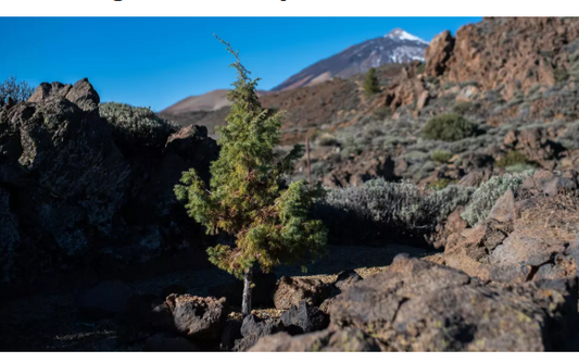 A Tenerife si trova l'albero piu' vecchio d'Europa