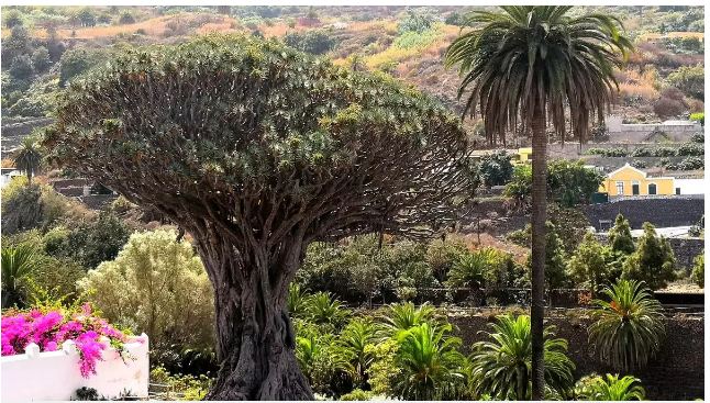 Terzo comune a Tenerife che limita il consumo di acqua potabile