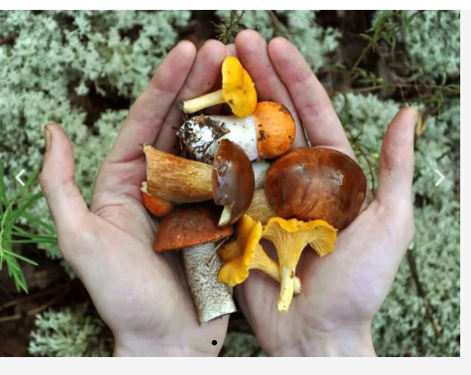 Funghi di Tenerife, il sapore innegabile dell'autunno