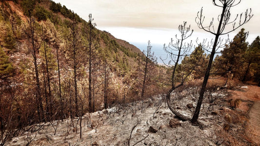 Ignorano il divieto ed entrano nelle zone colpite dall'incendio