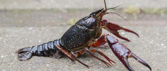 Anche Tenerife ha il suo "granchio blu": sbuca una specie invasiva