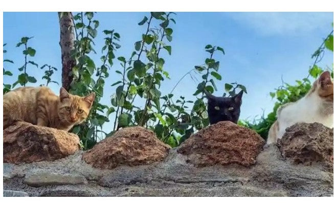 Sono 1.110 i gatti che popolano le 76 colonie feline di Arona