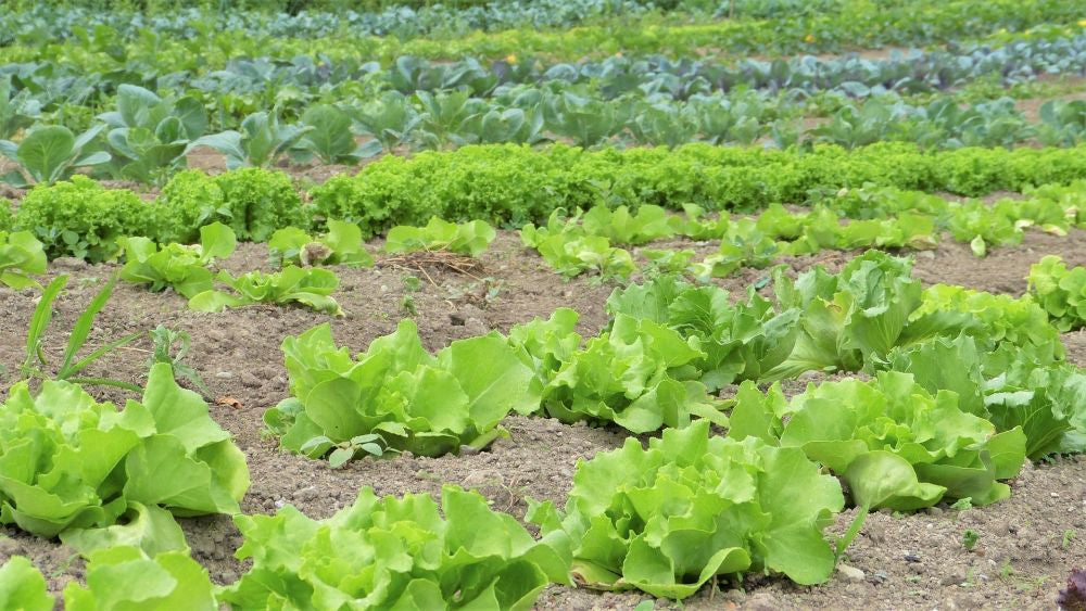 Voler fare l'agricoltore alle Canarie è ormai un lusso per pochi