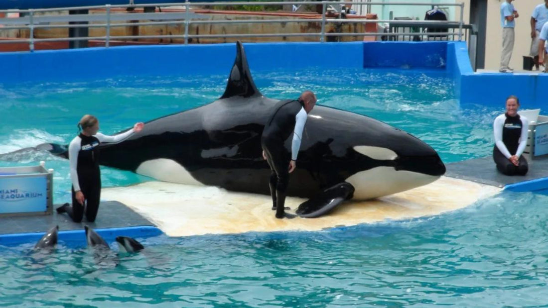 L'orca 'Lolita' sarà di nuovo libera dopo più di 50 anni di prigionia