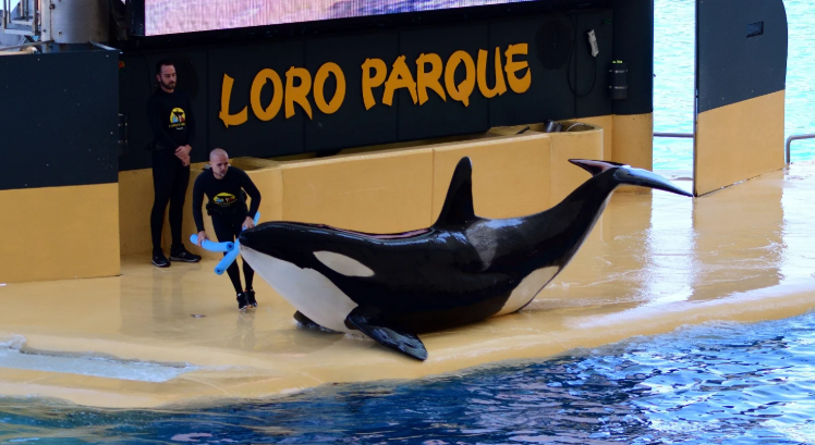 Loro Parque multato: 250mila € per aver preso impronte dei clienti