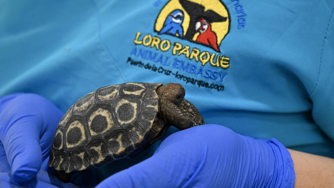 Loro Parque, nascono quattro tartarughe giganti delle Galapagos