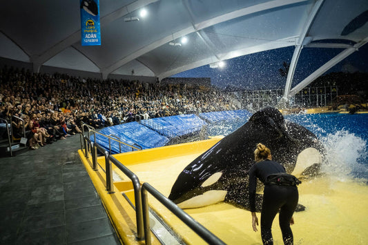 Loro Parque ha festeggiato questo mese 50 anni di successi