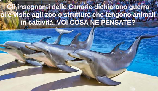 Gli insegnanti delle Canarie dichiarano guerra alle visite agli zoo.