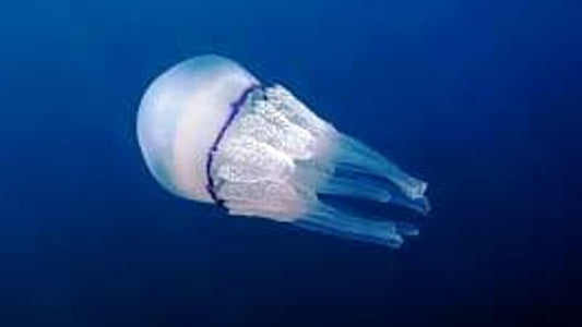 Sei in spiaggia e sei stato punto da una medusa cosa fare.