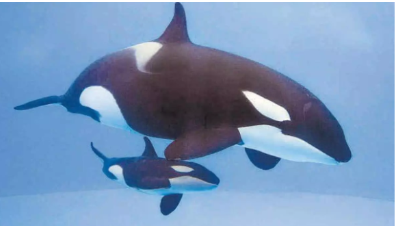 Morgan, l'orca che ha sfidato la morte ora celebra la vita