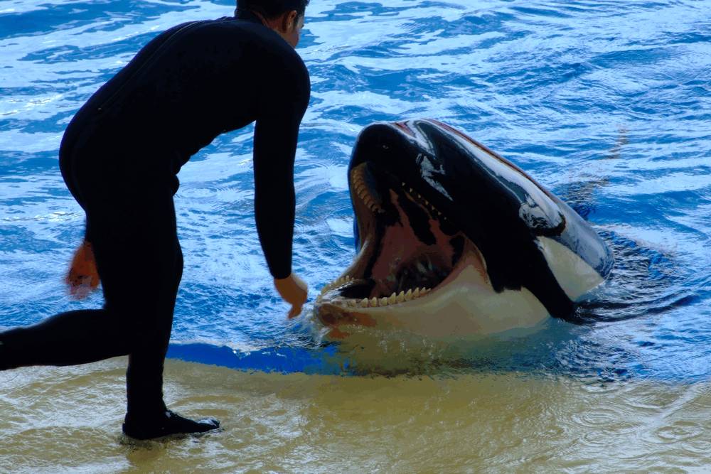 Loro Parque accusa gli ambientalisti di voler "ingannare il mondo"