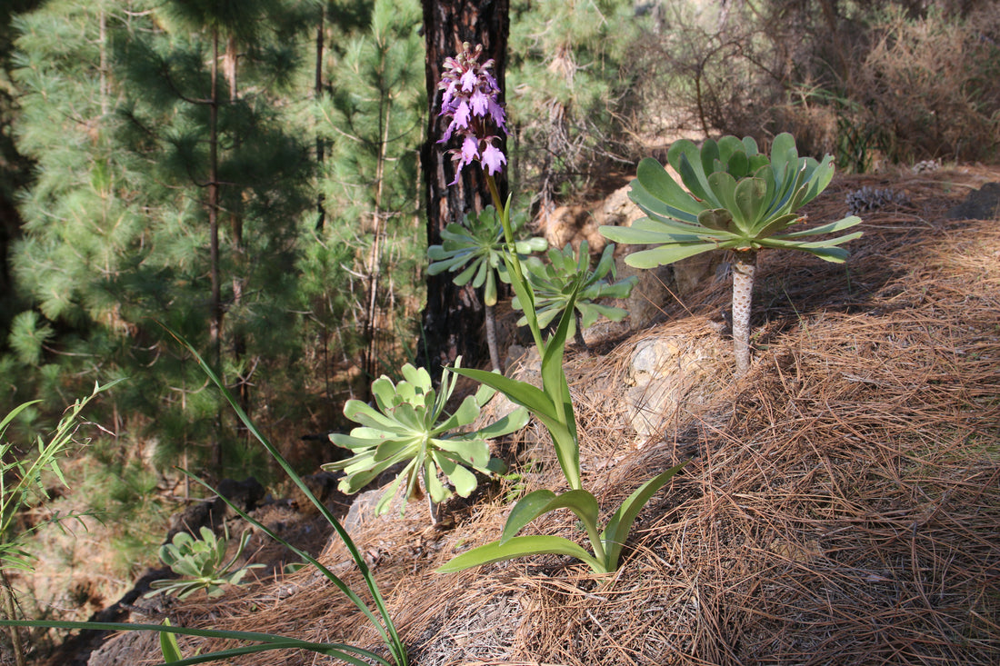 Orchidea Chío, o orchidea di Tenerife fiorisce in questo periodo