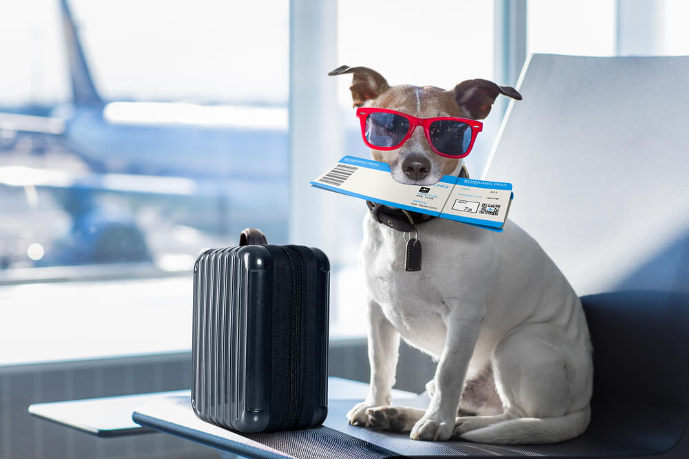 Documento essenziale per viaggiare con cani e gatti nell'UE