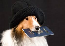 Documento essenziale per viaggiare con cani e gatti nell'UE