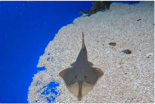 Tre cuccioli di pesce chitarra sono nati al Loro Parque di Tenerife