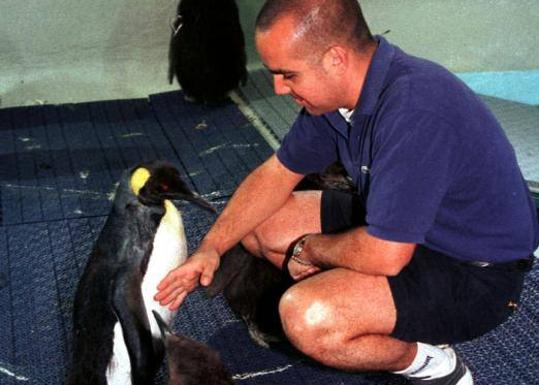 Loro Parque da i natali a 12 cuccioli di pinguino in pericolo d'estinzione