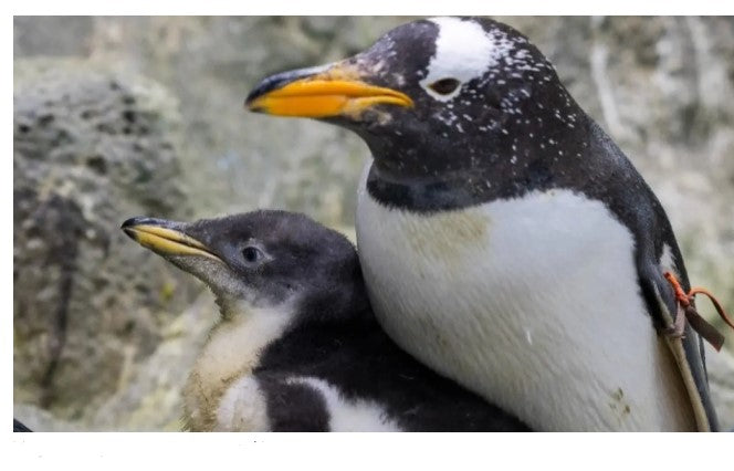 Muore a 40 anni al Loro Parque il pinguino papua più anziano d’Europa