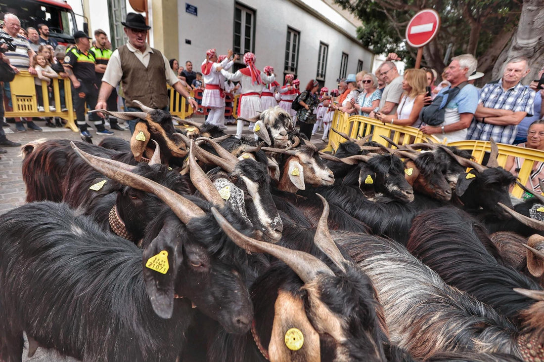 La prima romería  dell'anno a Tenerife si riempie di bambini e turisti