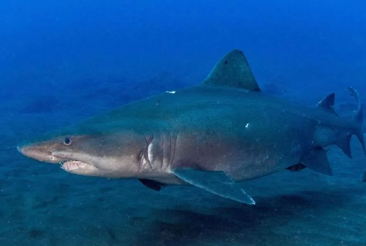 Segnalati altri avvistamenti di un raro squalo tigre nelle Isole Canarie
