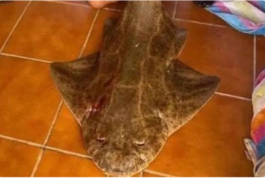 Uccide uno squalo angelo: pescatore multato e bandito