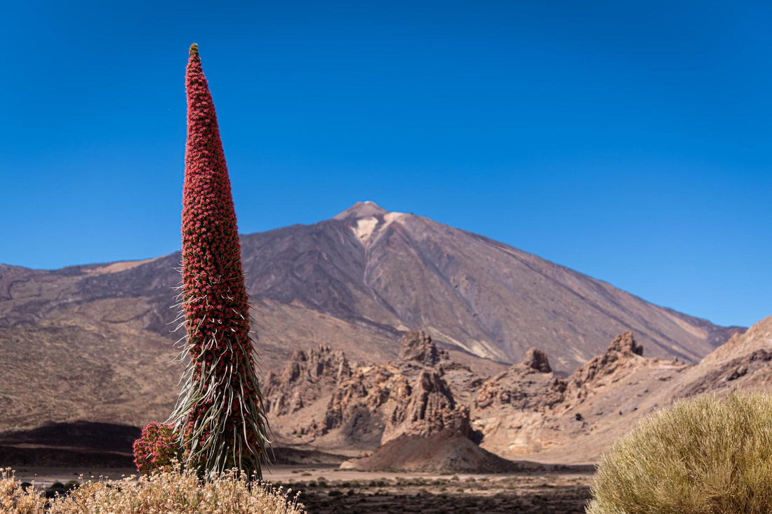 Inverno soffocante e siccità indeboliscono la fioritura del Teide