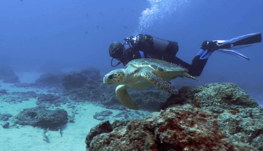 La vita marina intorno alle Canarie è rigorosamente protetta solo l'1%