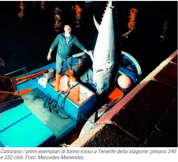 Parte la stagione a Tenerife: i primi 2 esemplari di tonno rosso