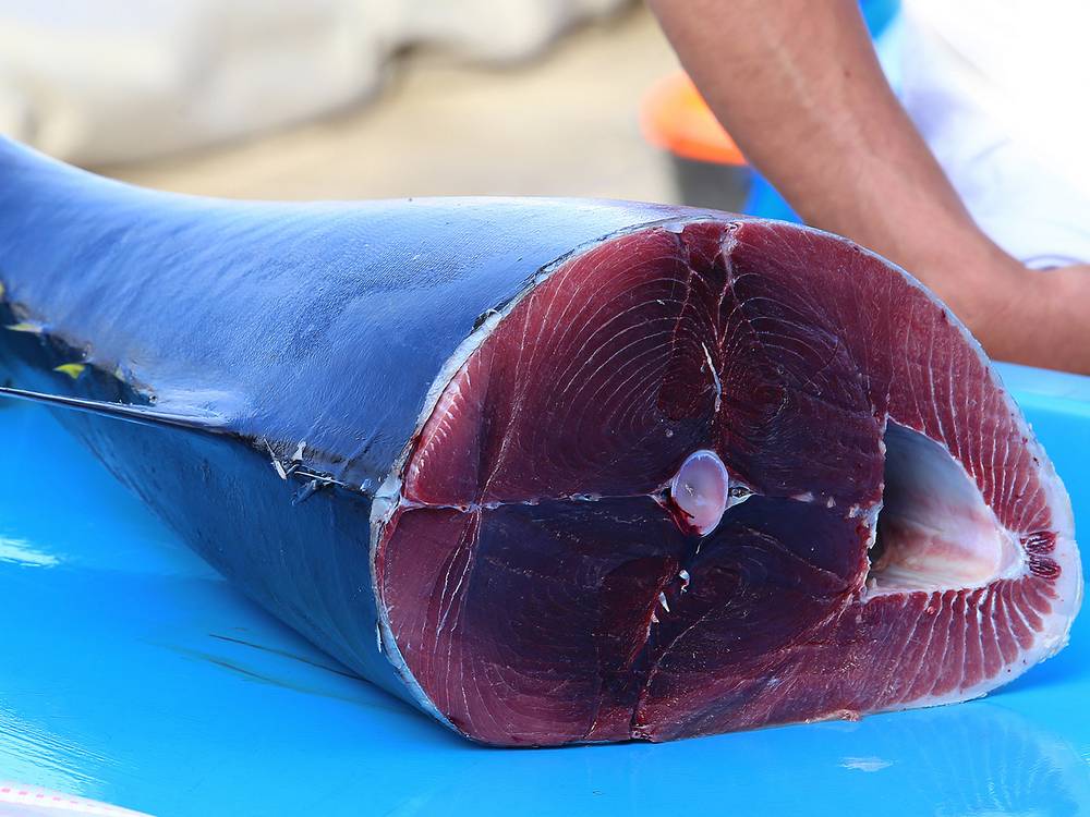 Canarie potenza nella pesca del tonno ma va quello in scatola