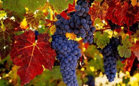 Alla scoperta di alcuni vitigni delle Canarie