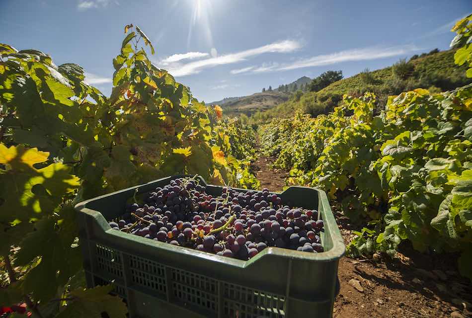 Annata favolosa per l'uva a Tenerife: vendemmiati 500.000 chili in più