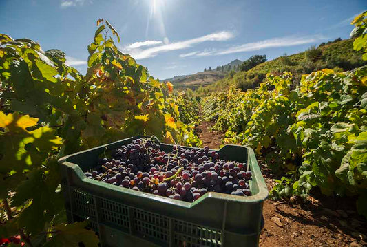 Annata favolosa per l'uva a Tenerife: vendemmiati 500.000 chili in più