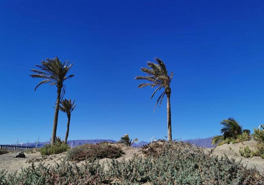 Cieli sereni venti intensi e più caldo questo lunedì alle Canarie