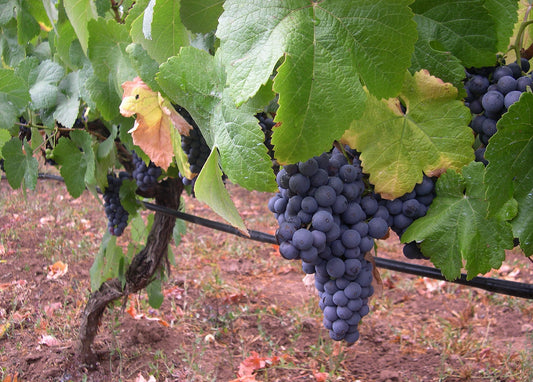 Il miglior Vino delle Isole Canarie 2025 viene prodotto a Tenerife