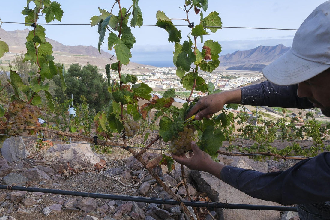 Viticultura canara: più consenso internazionale meno appezzamenti
