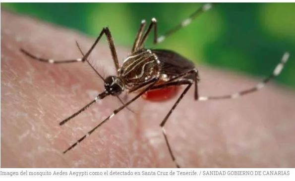 Porto di Santa Cruz de Tenerife appare la zanzara Aedes aegypti