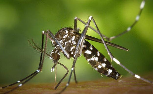 In una casa a Tenerife trovate zanzare Aedes aegypti